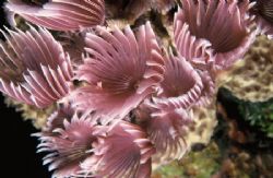 Social Feather Dusters, taken with my Nikonos V, 35mm len... by Mike Smith 